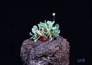 格加厚敦菊 /   塊根植物 Caudex / 另售象牙宮、龜甲龍、索馬里葡萄甕、念珠橄欖