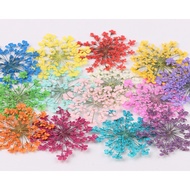 DF5. Dry Flower For Resin Dried Flowers