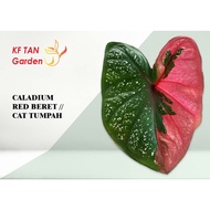 KF - Caladium Red Beret / Cat Tumpah (Two-Faced Caladium) - XXL Size // Live Plant // KFTANGARDEN