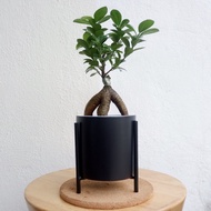 Ficus Microcarpa Bonsai. Real Plant by DaisyRezeki
