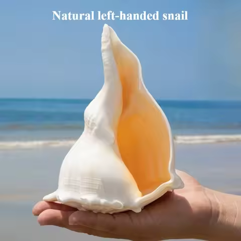 Natural Rare Conch Shell Left Spiral Snail Fish Tank Landscaping Decoration Shooting Props Collectio