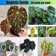 [Easy To Grow In Singapore] Mixed Begonia Plant Seeds (50pcs/bag) Hosta Plantaginea Gardening Deco F