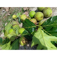 Buah Sukun Untuk Gulai. 1biji (Buah muda 500 hingga 1 .5 kg)