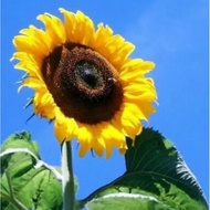 3 pcs Edible Sunflower seeds/ biji bunga matahari/ helianthus annus
