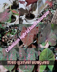 Tanaman hias Caladium/keladi hybrid hasil silangan beraneka jenis hasil silang serbuk non cacah new 