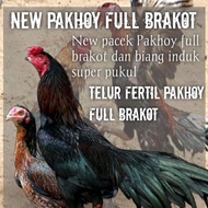 Telur Ayam Bangkok new fertil fress pakhoy full brakot