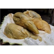 Durian Tupai King/ Squirrel King Durian  (Durio Zibethinus Var. ‘Tupai King’)- Pokok Hidup/ Live Pla