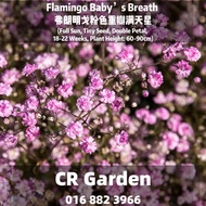 Flamingo Baby’s Breath 2 Seeds 弗朗明戈粉色重瓣满天星2粒(Full Sun, Tiny Seed, Double Petal, 18-22 Weeks, Plant H