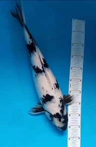 Ikan Koi Import - Kode 9 - Shiro Utsuri 50BU - Non Serti