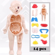 READY Educational Toys Human Body Organs Human Body Model STEM SCIENCE SCIENCE LEARNING Human Body O