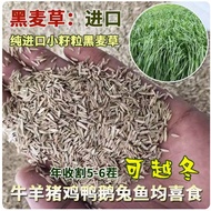 Grass Seed Quadruple Body Rye Grass Seed Winter Pasture 70 Rye Grass Seed Cold-Resistant Chicken Duc