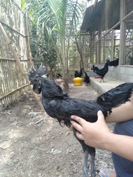 TELUR AYAM CEMANI LIDAH ABU UNTUK DI TETASKAN