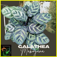 ☎ ✨ ◨ Calathea Makoyana Live Plants