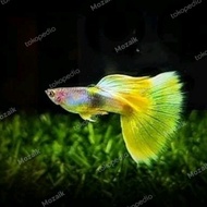 Hiasan aquarium ikan Guppy yellow pingu,isi 1 pasang.