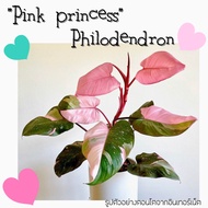 ไม้สะสม ราคาดี🌿💗พิ้งค์ปริ๊นเซส Pink princess Philodendron 💗🌿 ไม้ใบในร่มตกแต่งบ้าน ไม้ที่สาวๆทุกบ้านต้องมีค่ะ 😍