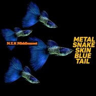 Promo Bibit MSSBT ( Metal snake skin blue tail )