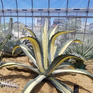 Agave americana variegata