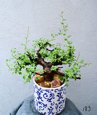 黑皮沒藥 / 黑皮橄欖　Commiphora boranensis/ 塊根植物 Caudex / 另售象牙宮、龜甲龍、索馬里葡萄甕、念珠橄欖