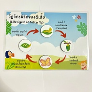 “Butterfly Life Cycle "Science Teaching Aids.