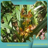 cymbidium ensifolium/anggrek tanah kuning/anggrek tanah cantik (RA&amp;TH)