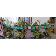 plants/aglaonema/donya carmen