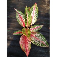 Aglaonema Golden Sweet ( LIVE SALE )