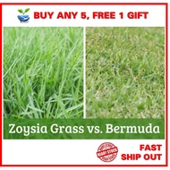 5g (700-1000 biji benih) RUMPUT BERMUDA/ JAPANESE Zoysia lawn grass seed. Pek repack kecil