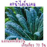 เมล็ด​พันธุ์​  คะน้าไดโนเคล​ lacinato kale​ 150เมล็ด​