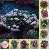 Malaysia Ready Stock 100pcs Impatiens Balsamina Seed Beautiful Flower Seeds Henna Balcony Potted Flower Plant Garden Bonsai Seed Purifying Air Live Plants Benih Pokok Bunga Anak Pokok Bunga Murah