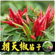 現貨 特價 快速發貨朝天椒種苗辣椒苗小米辣小米椒南方四季盆栽蔬菜苗幼苗子秧苗fpny