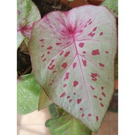 Pokok Keladi Viral / Pokok Keladi Rare / Caladium Splendid/ Pokok Hidup