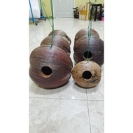 sarang burung baji saiz XXXXL sarang burung sabut sarang sabut gantung