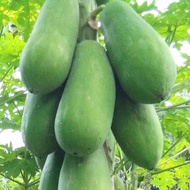 BIJI BENIH BETIK/PAPAYA SEEDS(20Biji)