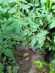 Bibit tanaman pohon tomat apel