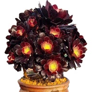 【Succulent】 Black Master Succulent Plant Potted Master Succulent Old Pile Multi-head Combination