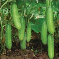 timun baby/ Timun mini / Ulam / Micro / Mini Cucumber