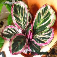 New store discounts 【COD】10pcs Rare Calathea Seeds Air Freshening Plants Seeds #SW33