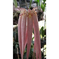 Bulbophyllum Longissimum. Orkid Species.