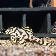 L236 Pleco SW