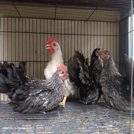 Ayam Hias / Anakan Ayam Kate Ceper / Kate Istimewa