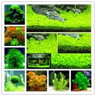 Aquarium Plant Seed Water Grass Foreground Aquatic Plants Carpet Plant Seed,aquarium