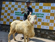 Domba Garut Super Qurbaniaga Untuk Qurban Aqiqah Pejantan