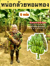 หน่อกล้วยหอมทอง ท่ายาง พันธุ์แท้ เนื้อหอม พร้อมปลูก ส่งของทุกวัน (5 หน่อ)