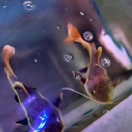 IKAN RTC JUMBO / Ikan predator lele catfish