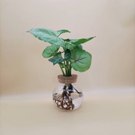 水培植物 合果芋 水蜜桃合果芋 懶人植栽 玻璃圓瓶 室內植栽