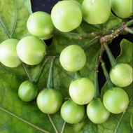 Terung Pipit / Solanum torvum(anak pokok)