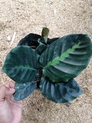 Calathea Lindeniana (Indoor Plant and Limited Stock) with free garden soil, plastic pot and pebbles