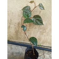 Sirih merah anak pokok