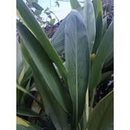 5 pcs / DAUN KUNYIT HITAM / KUNYIT HITAM / DAUN KUNYIT HITAM FRESH