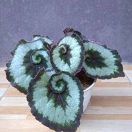 Begonia keong - begonia escargot - tanaman hias begonia keong